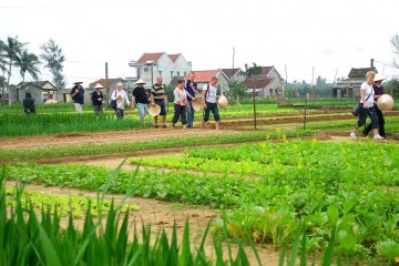 Tra Que Vegetable Farming tour