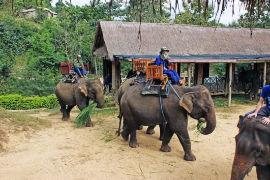 Laos Elephant camp